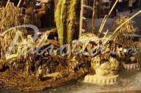 Rappresentazione di Natale 2012 Ischia - _MG_3117