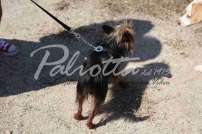 Mostra Canina 28 Giugno 2015 Pico - IMG_4735