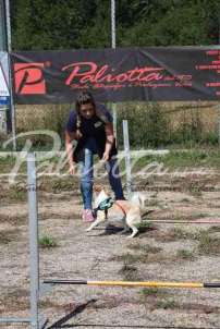 Mostra Canina 28 Giugno 2015 Pico - IMG_4772