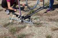 Mostra Canina 28 Giugno 2015 Pico - IMG_4792