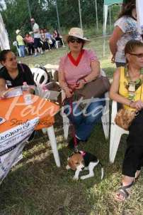 4 mostra canina 18.6.2016 Pico - IMG_8211