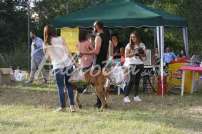 4 mostra canina 18.6.2016 Pico - IMG_8243